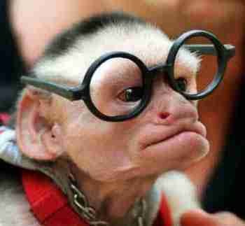 singe